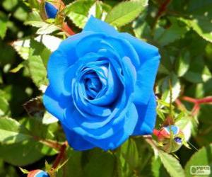 Puzzle Μπλε τριαντάφυλλο